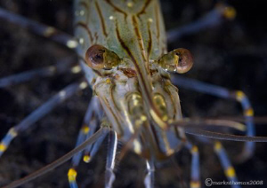 Common prawn.
Aughrusmore Pier, Connemara.
D3 105mm. by Mark Thomas 